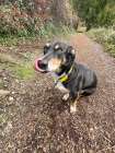 Mixed breed dog sitting on a hiking path licking its nose. Art Print